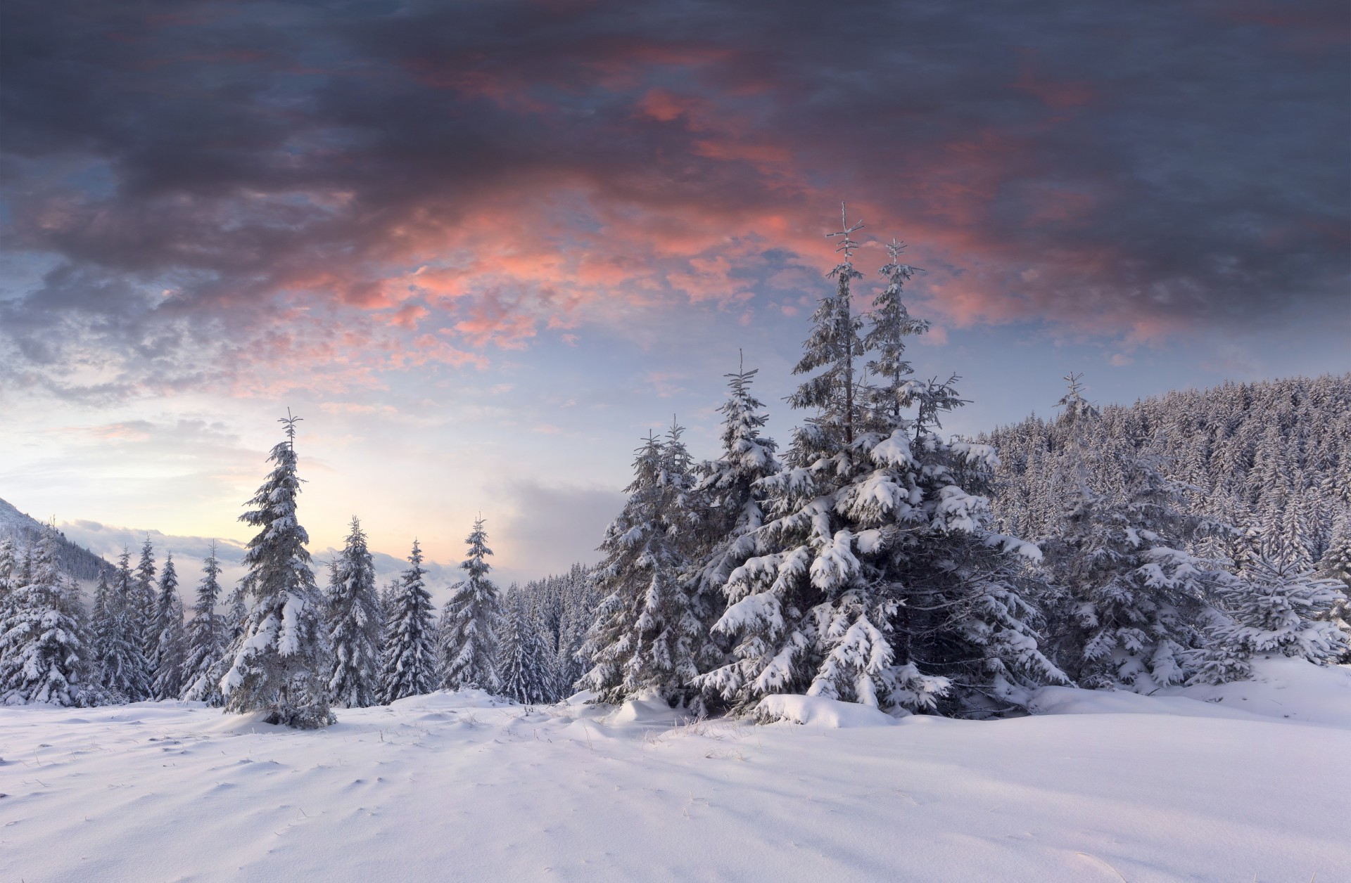 palm forest central park clouds snow winter