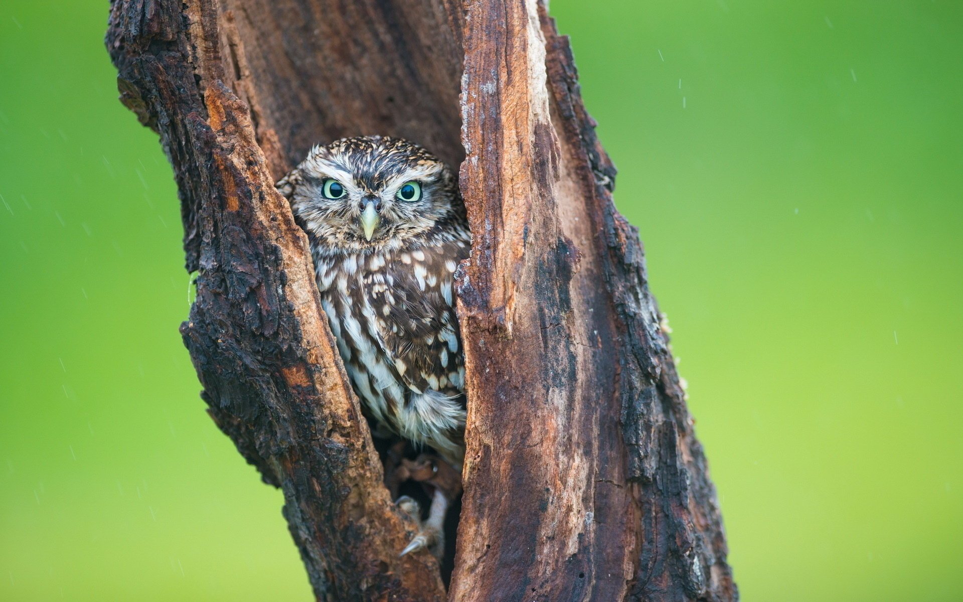 owl bird tree