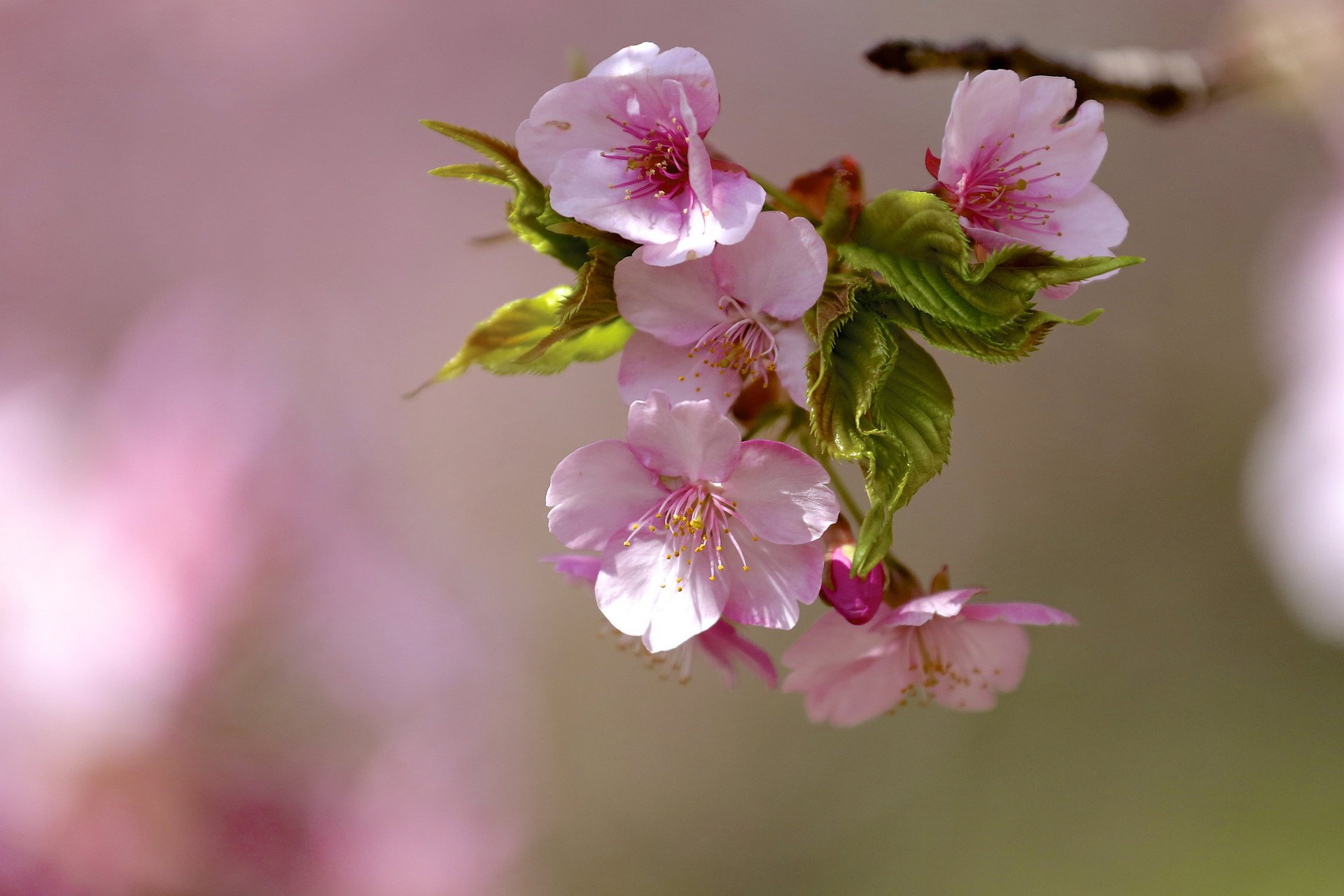 flowers branch flowers leaves flowering spring tree