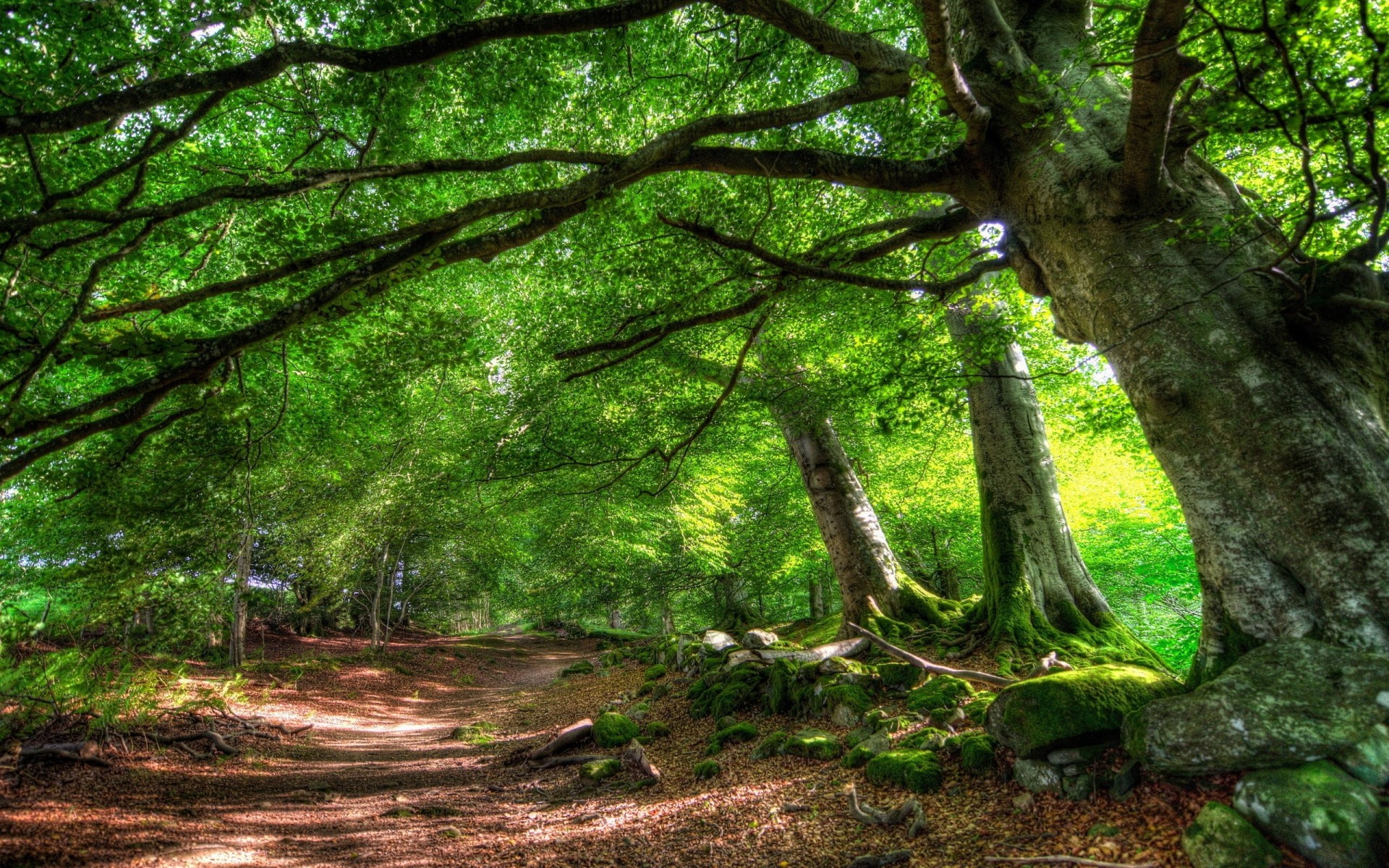 strada estate alberi natura