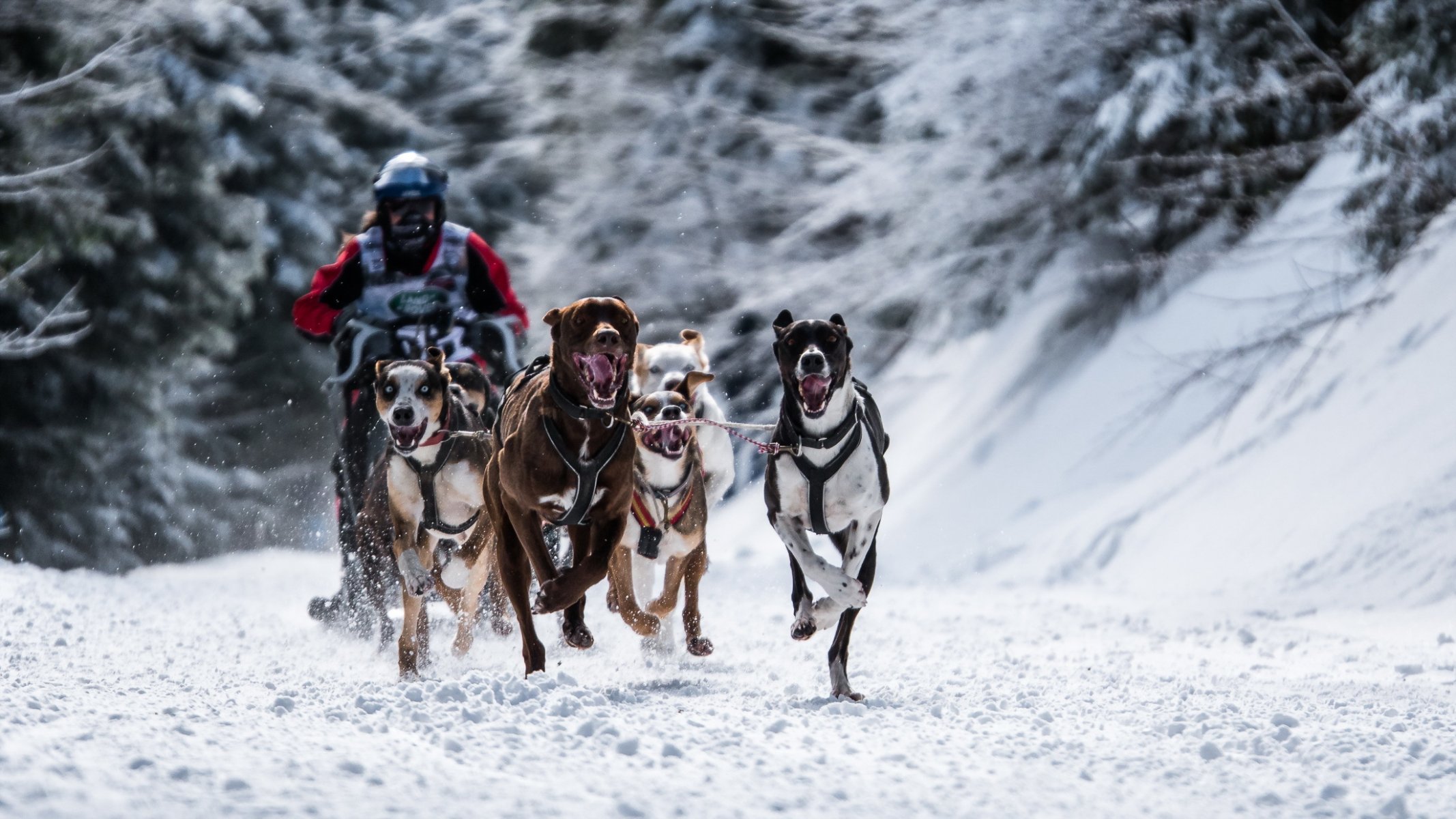 perros raza deporte