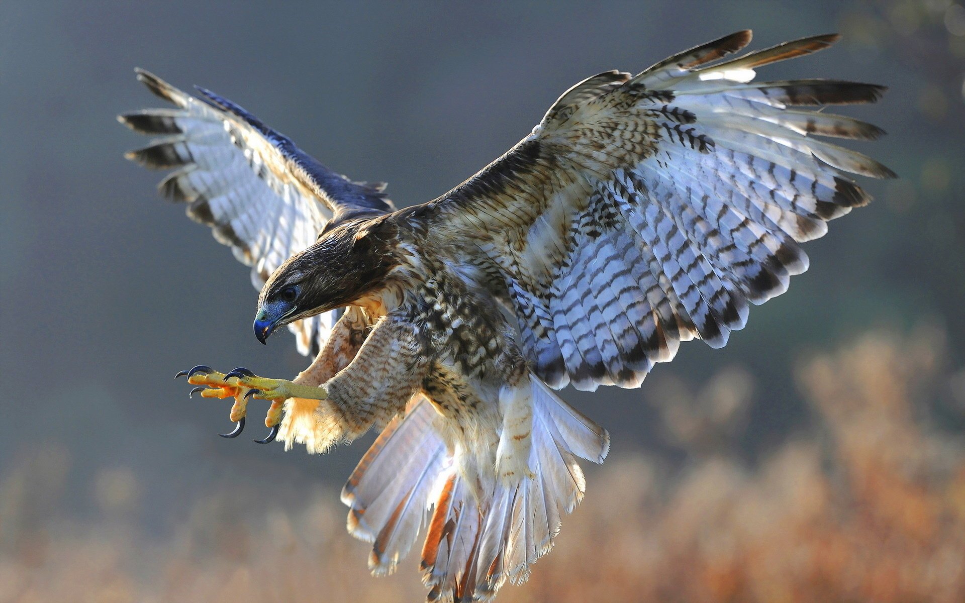 bird falcon nature