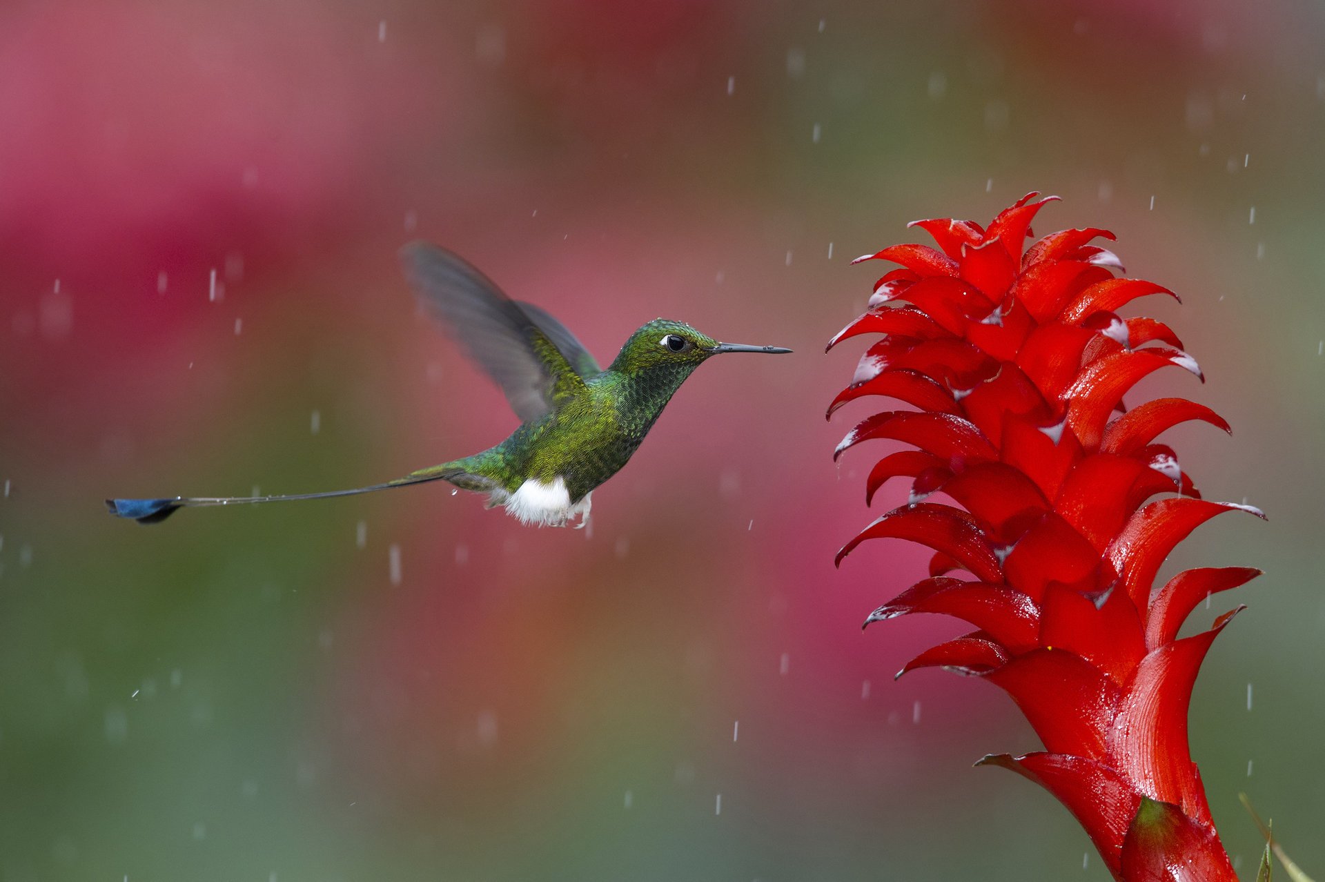 colibrí colores foto momento flor naturaleza pájaro