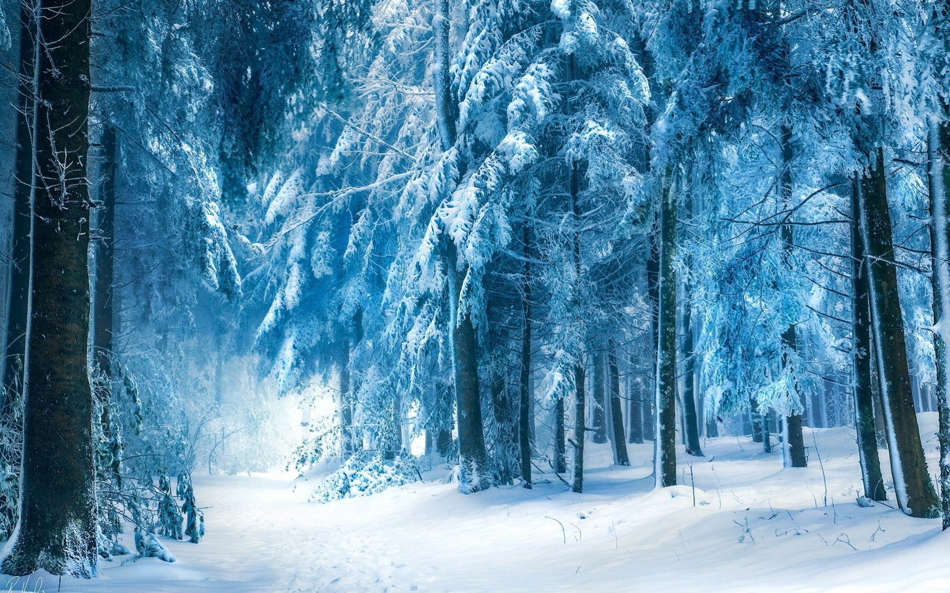 winter forest nature