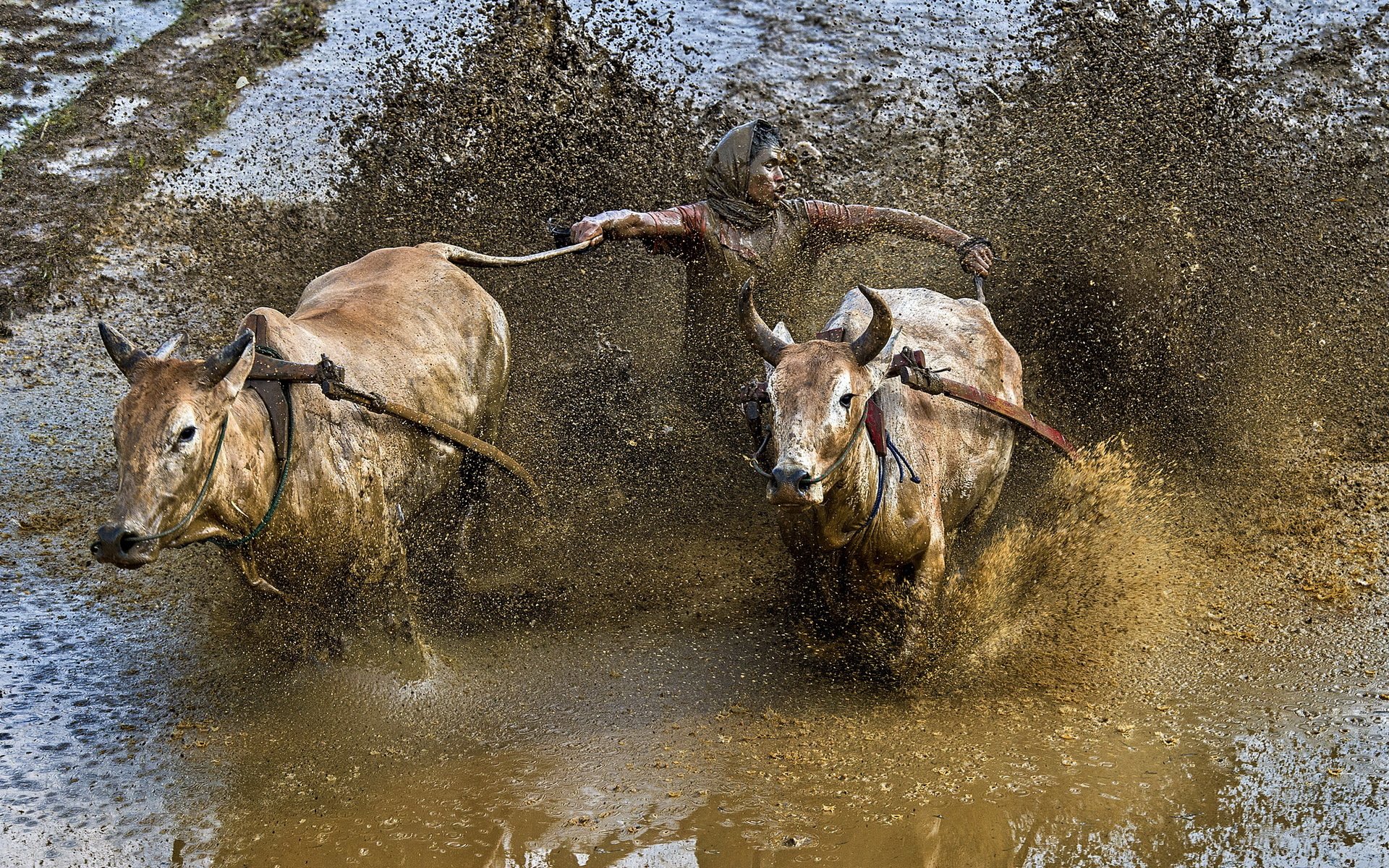 deporte carrera toros barro