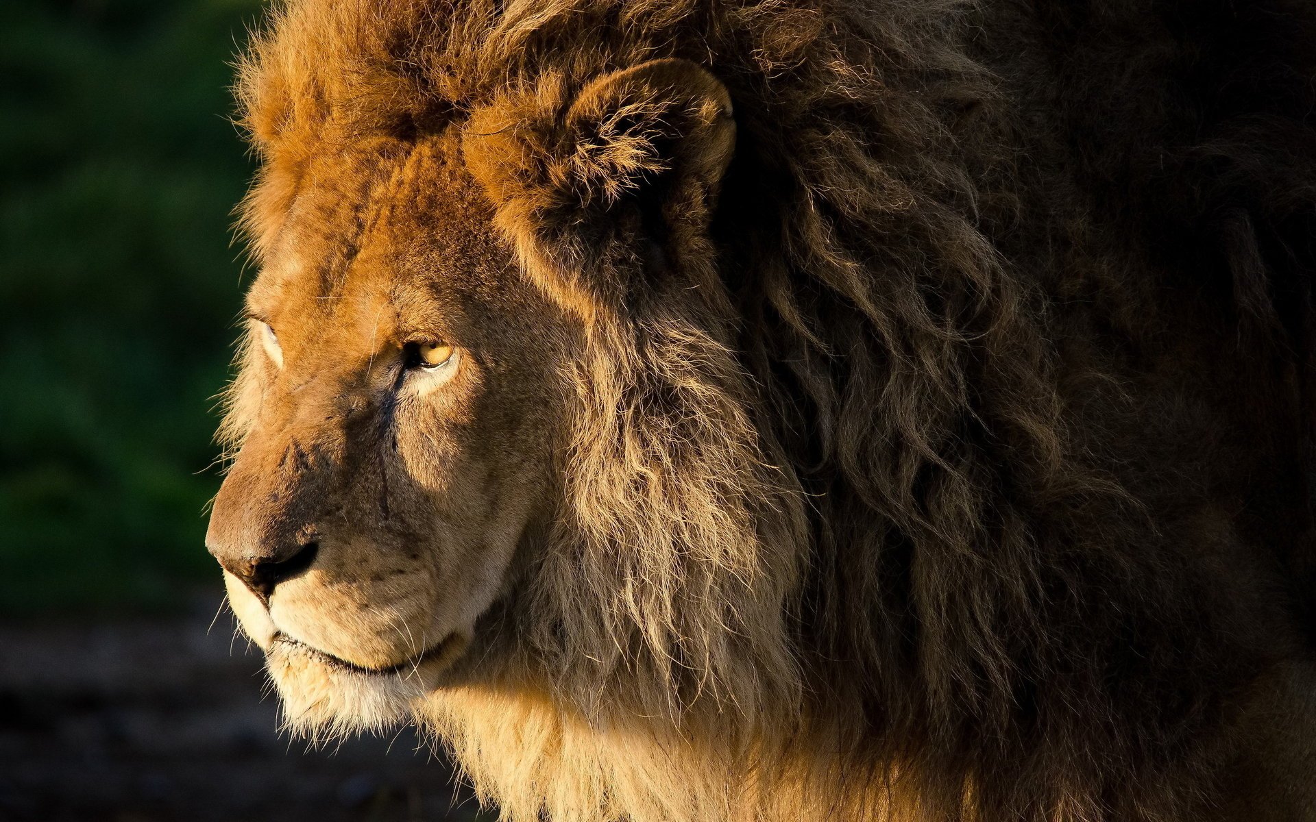 lion lion panthera leo boucles crinière regard museau