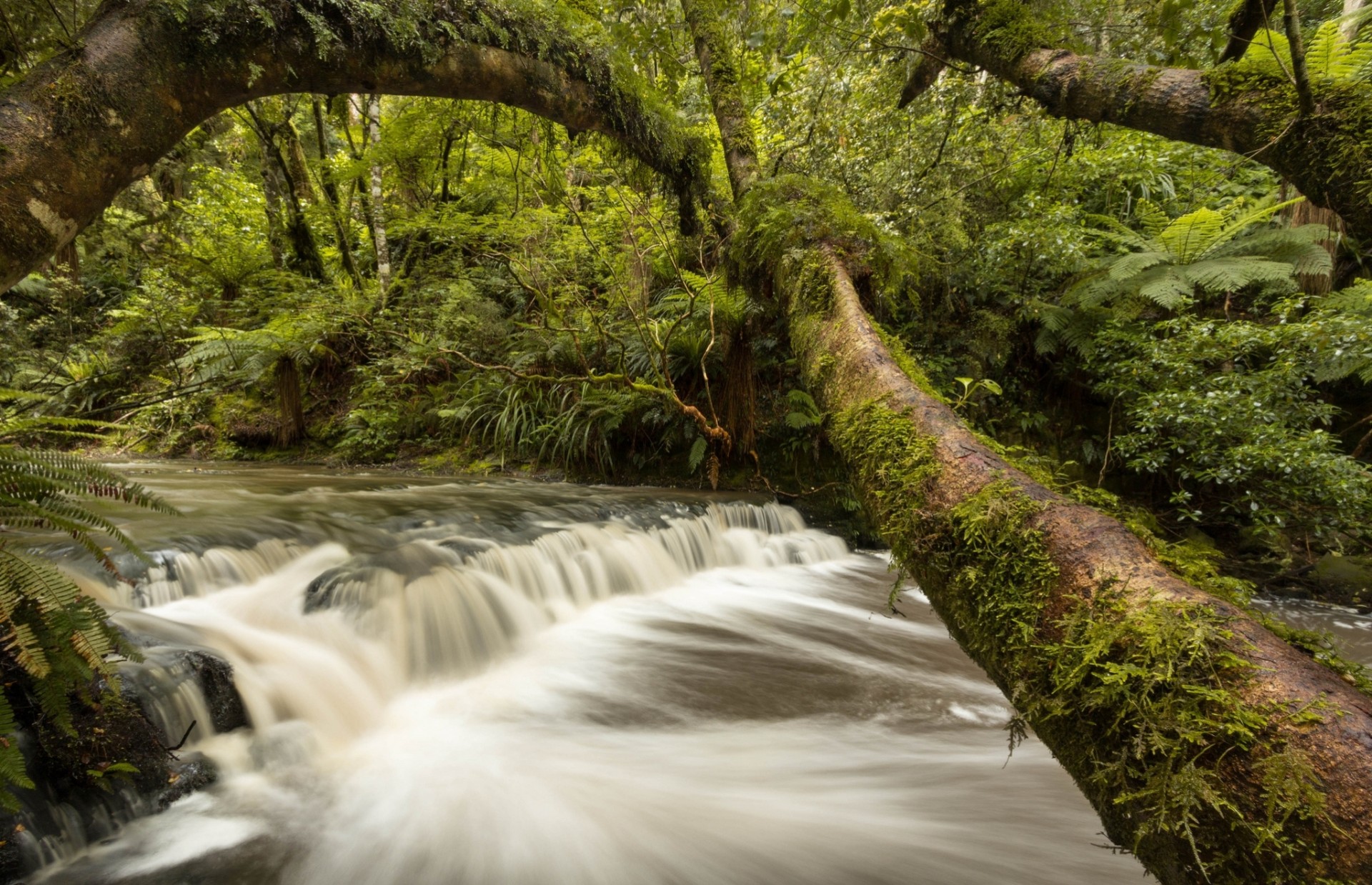 río árboles bosque nueva zelanda cascada