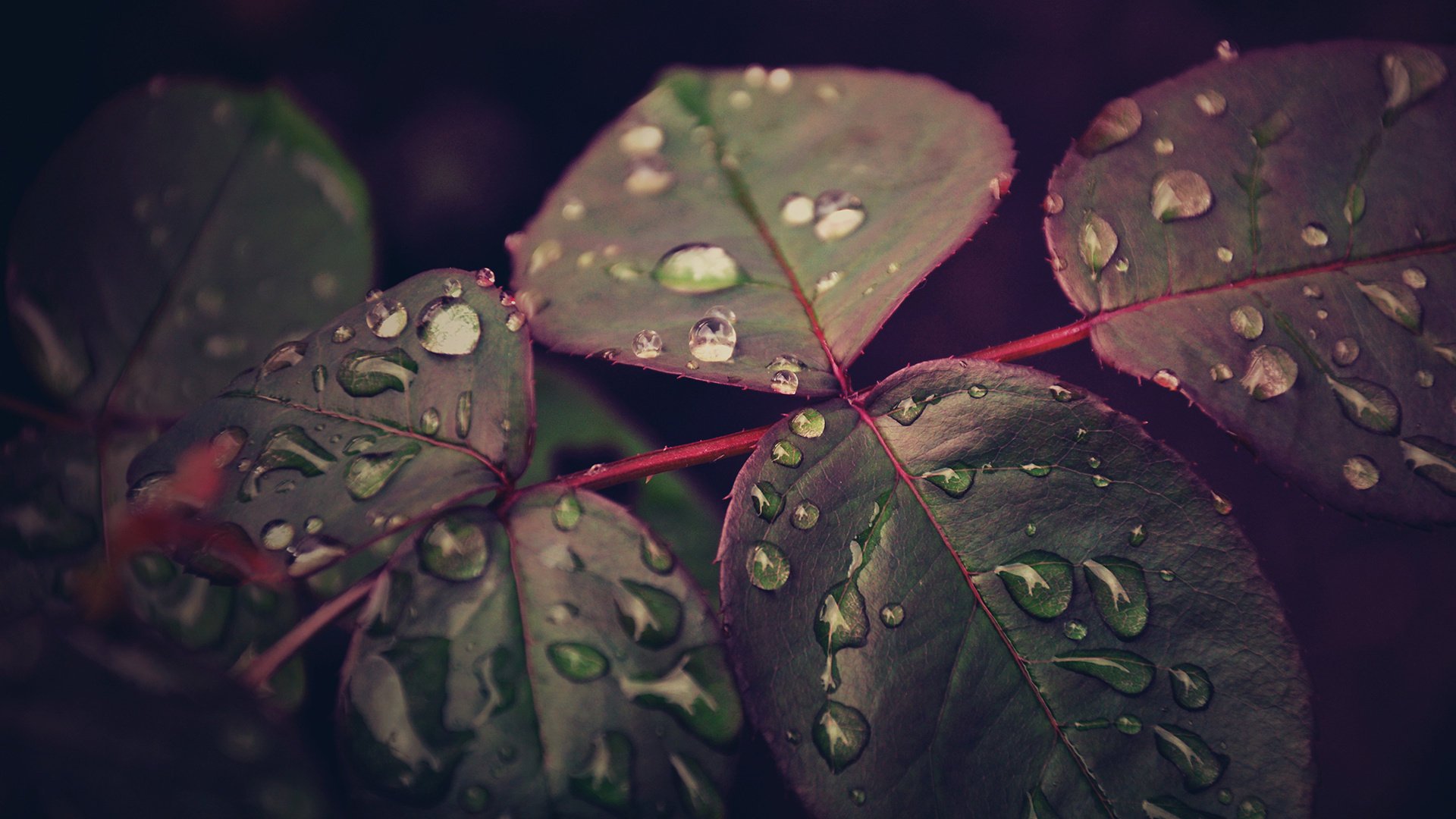 blätter tropfen nach regen makro