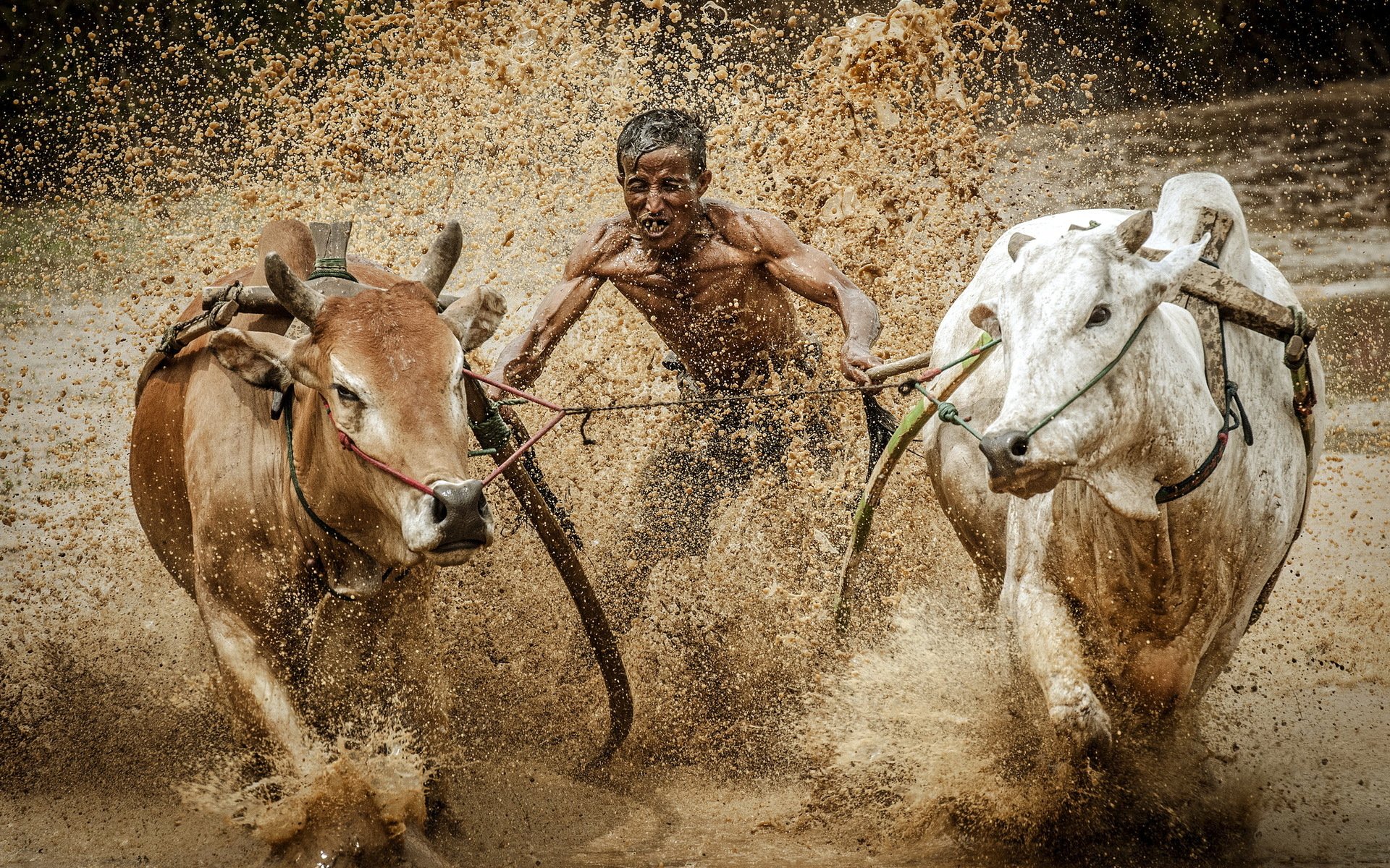 deporte carrera toros barro