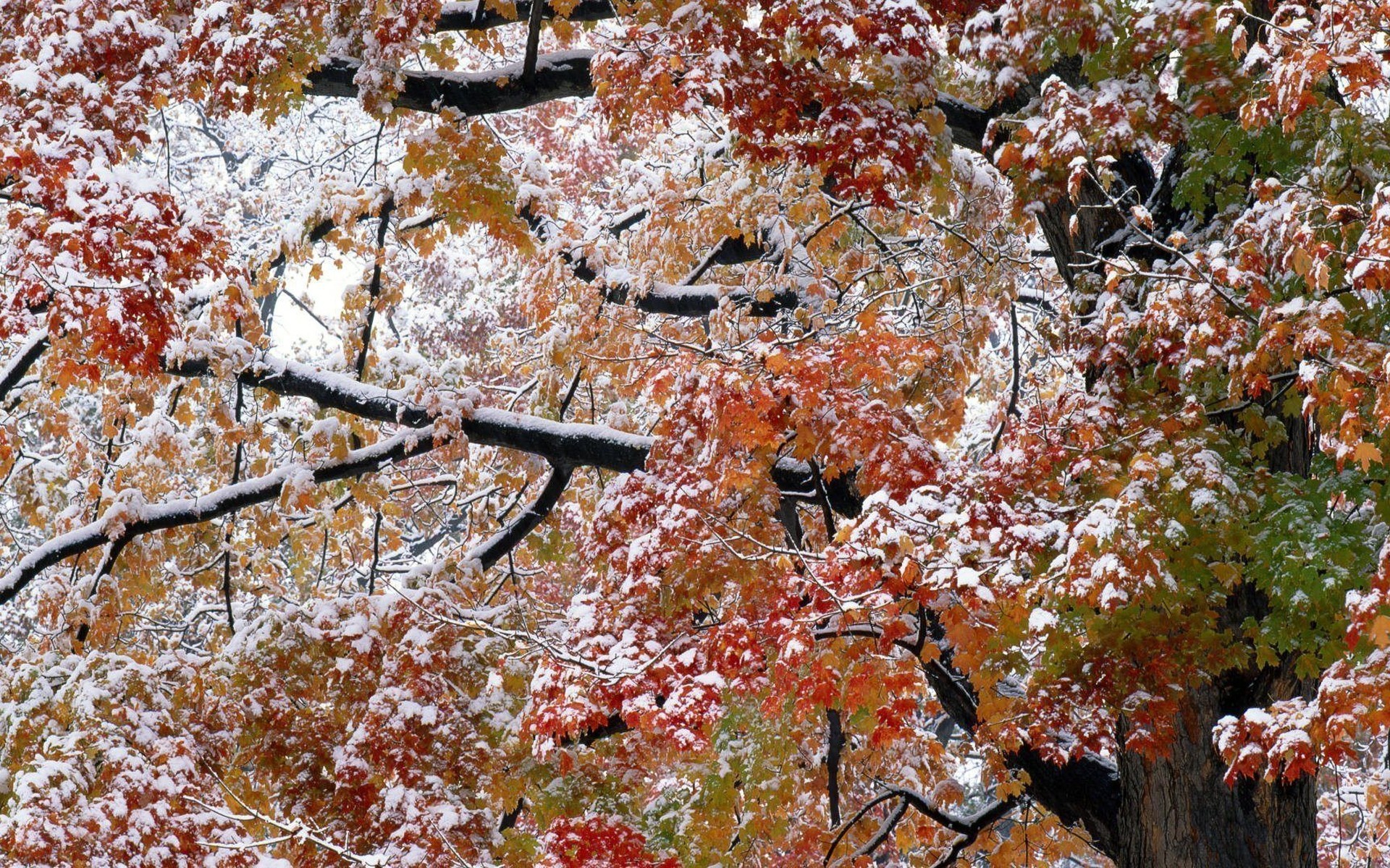 blatt herbst bäume schnee