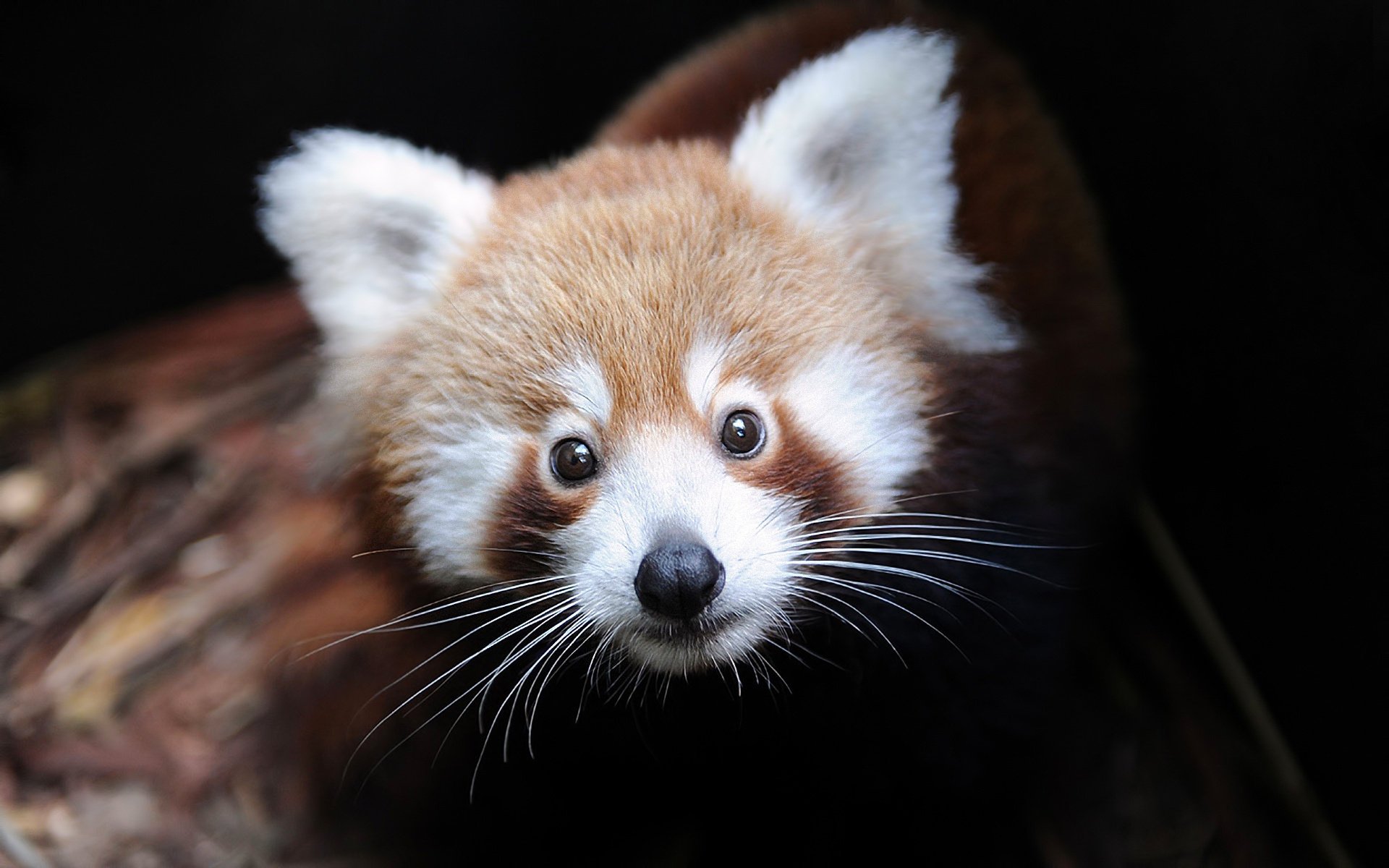 ailurus fulgens firefox panda piccolo