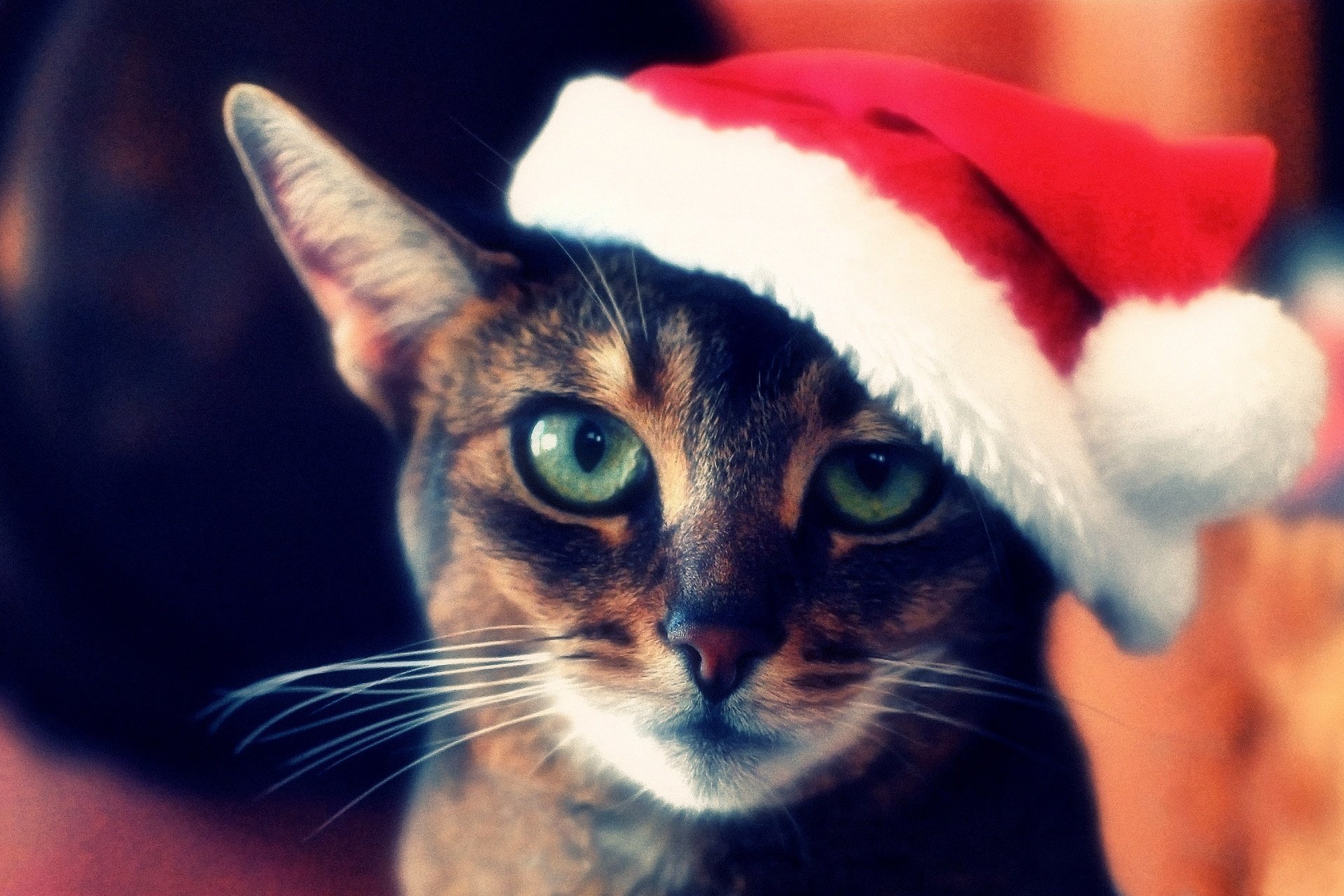 cat christmas hat red striped face