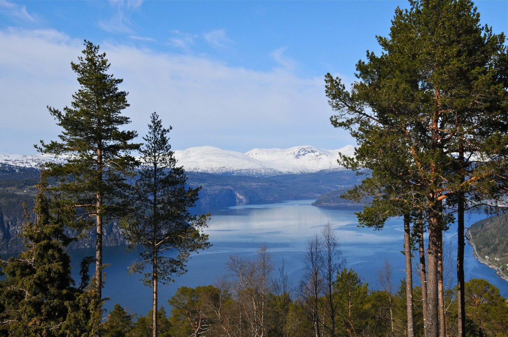 norwegia góry fiord drzewa