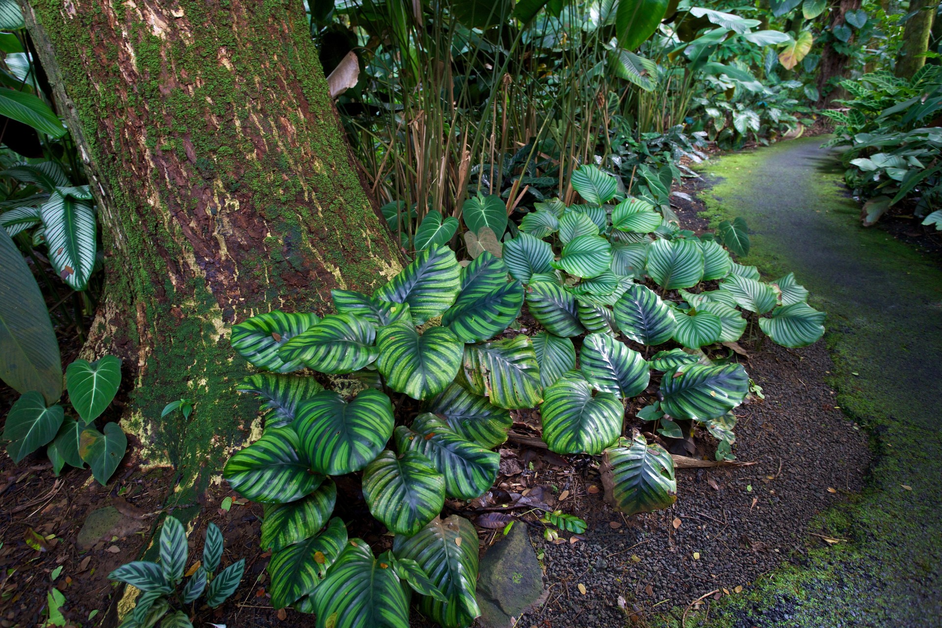 hawaii giardino natura