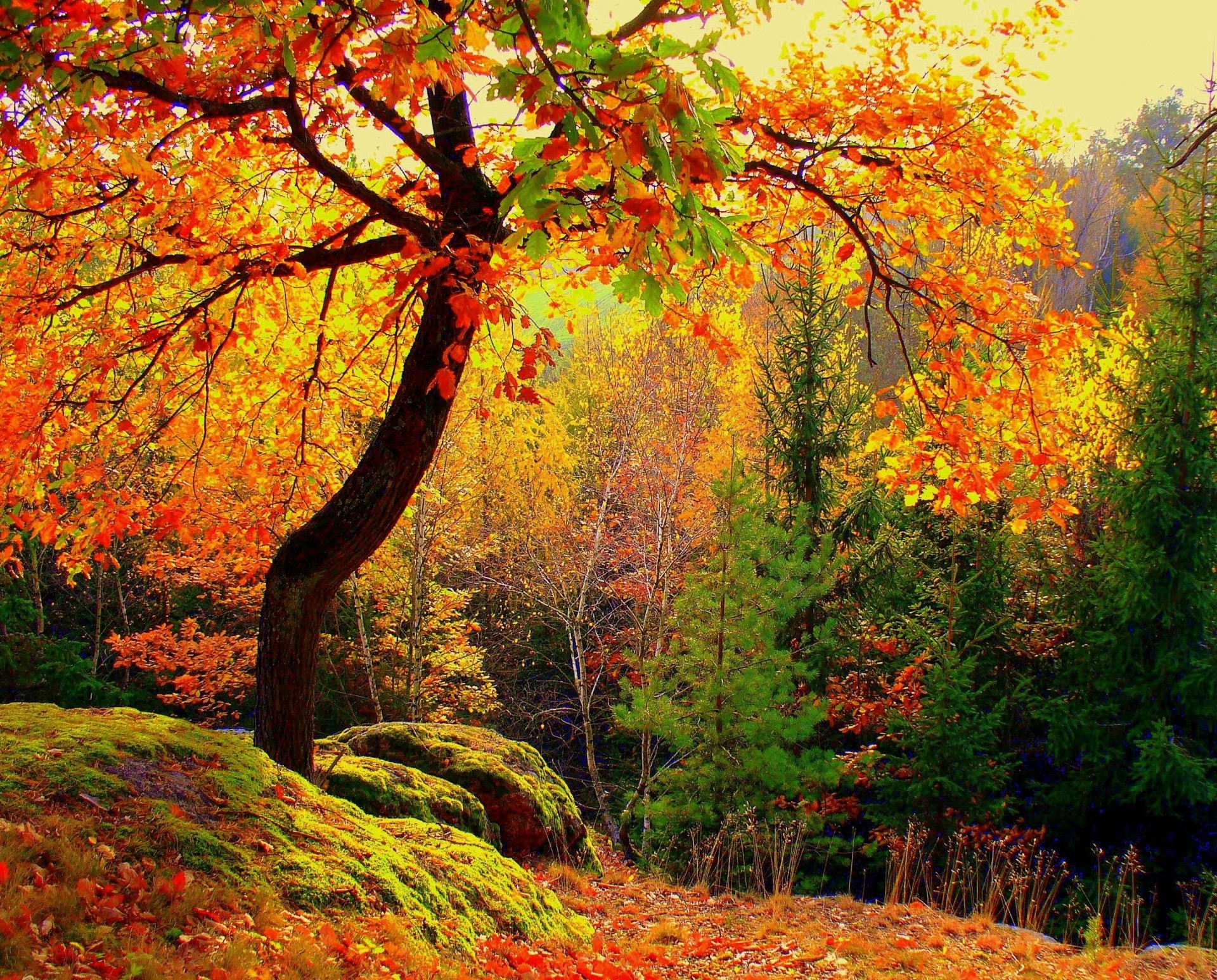 otoño árboles paisaje bosque