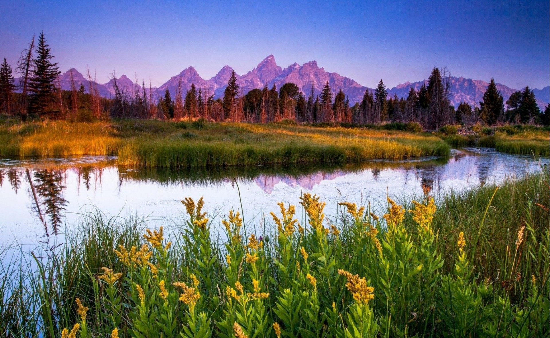 river nature grass forest flower mountain