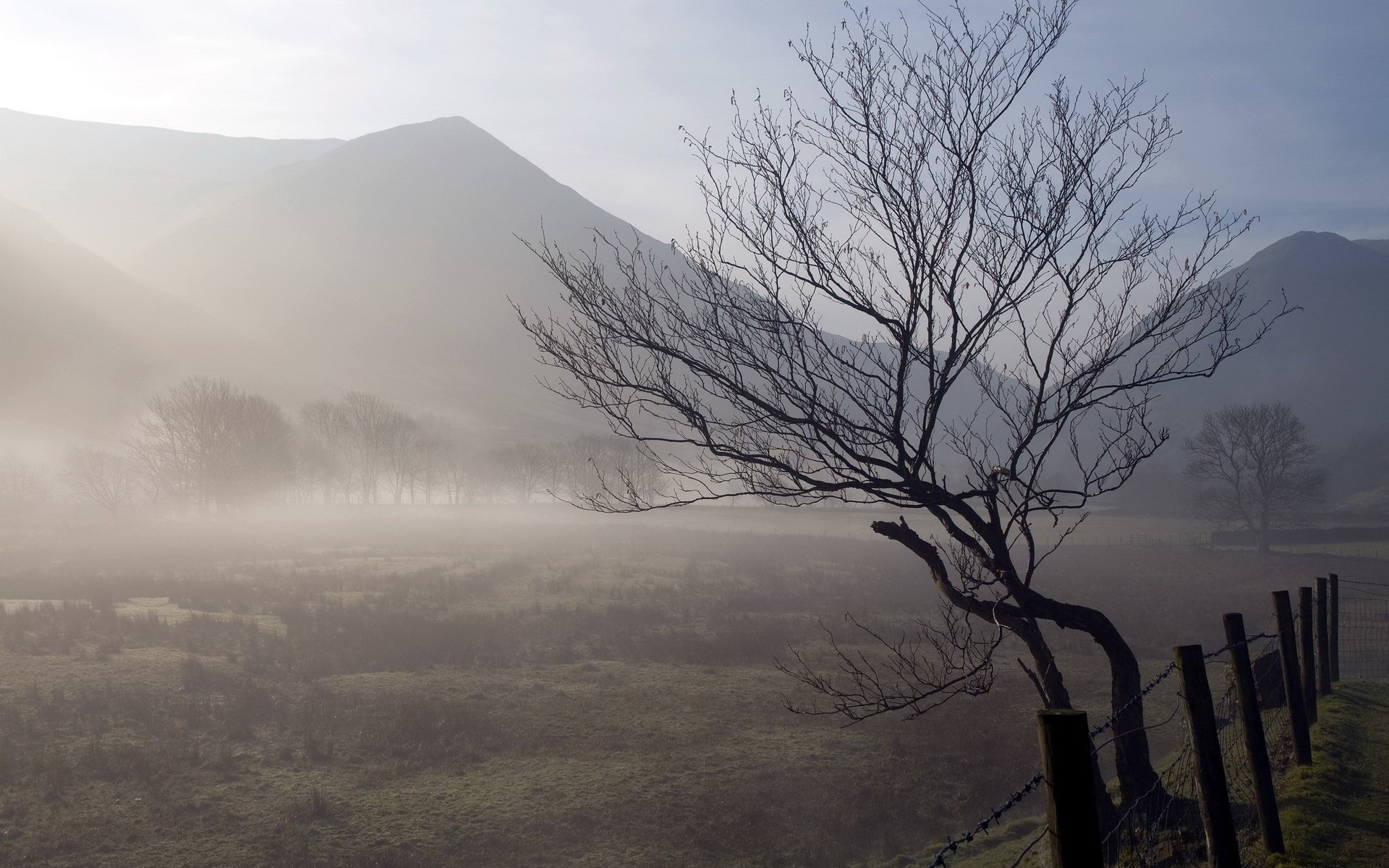 campo albero natura nebbia recinzione mattina paesaggio