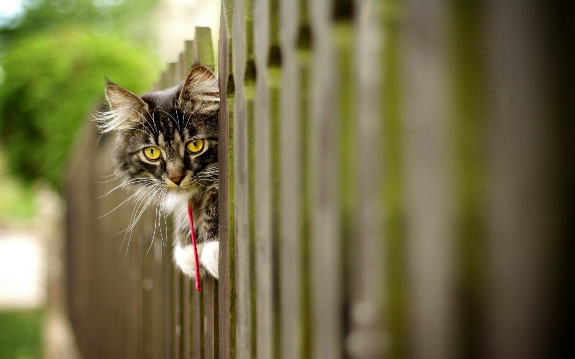 katze zaun hintergrund