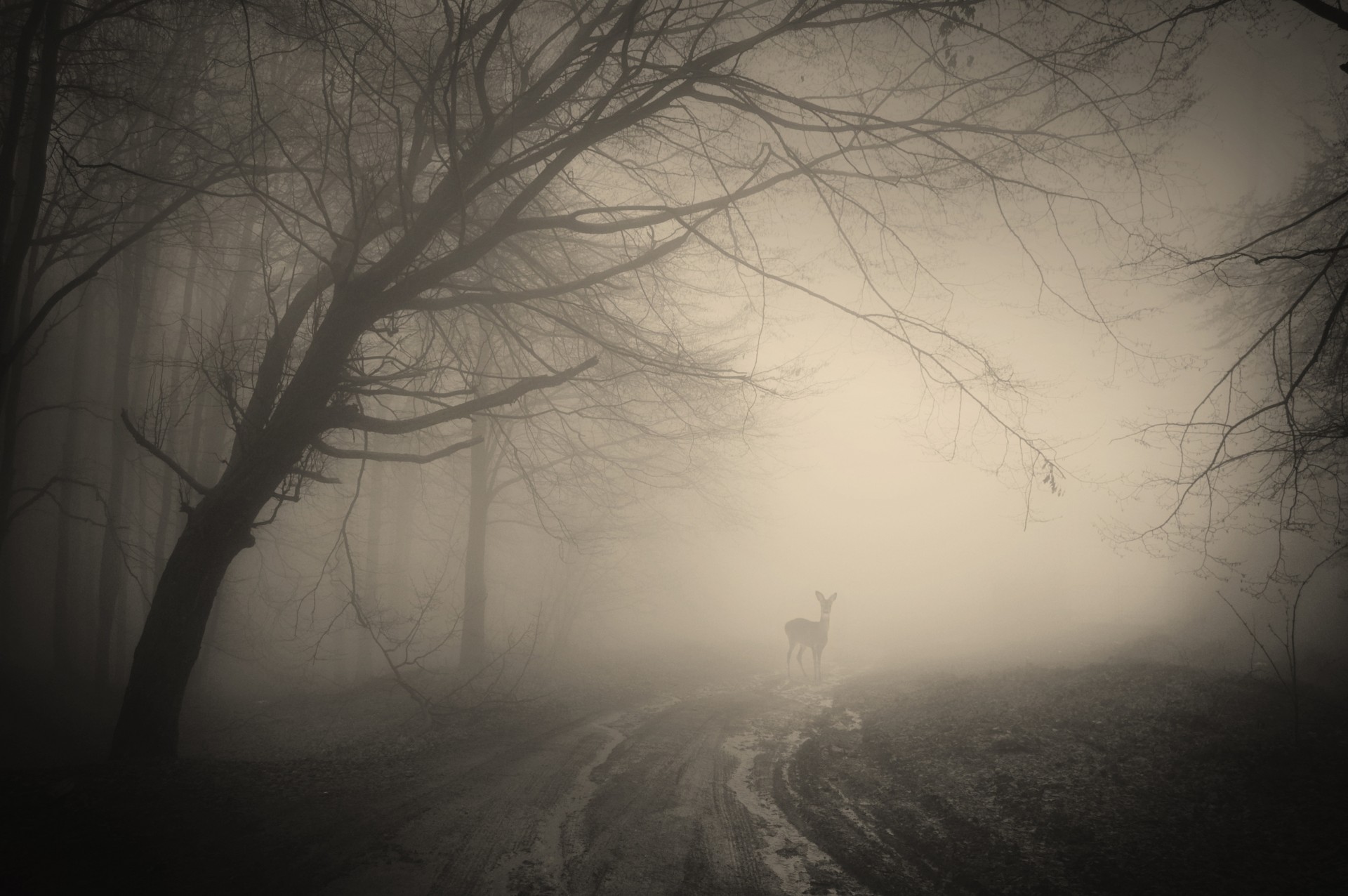 cerf brumeux nature paysage forêt palmiers spooky