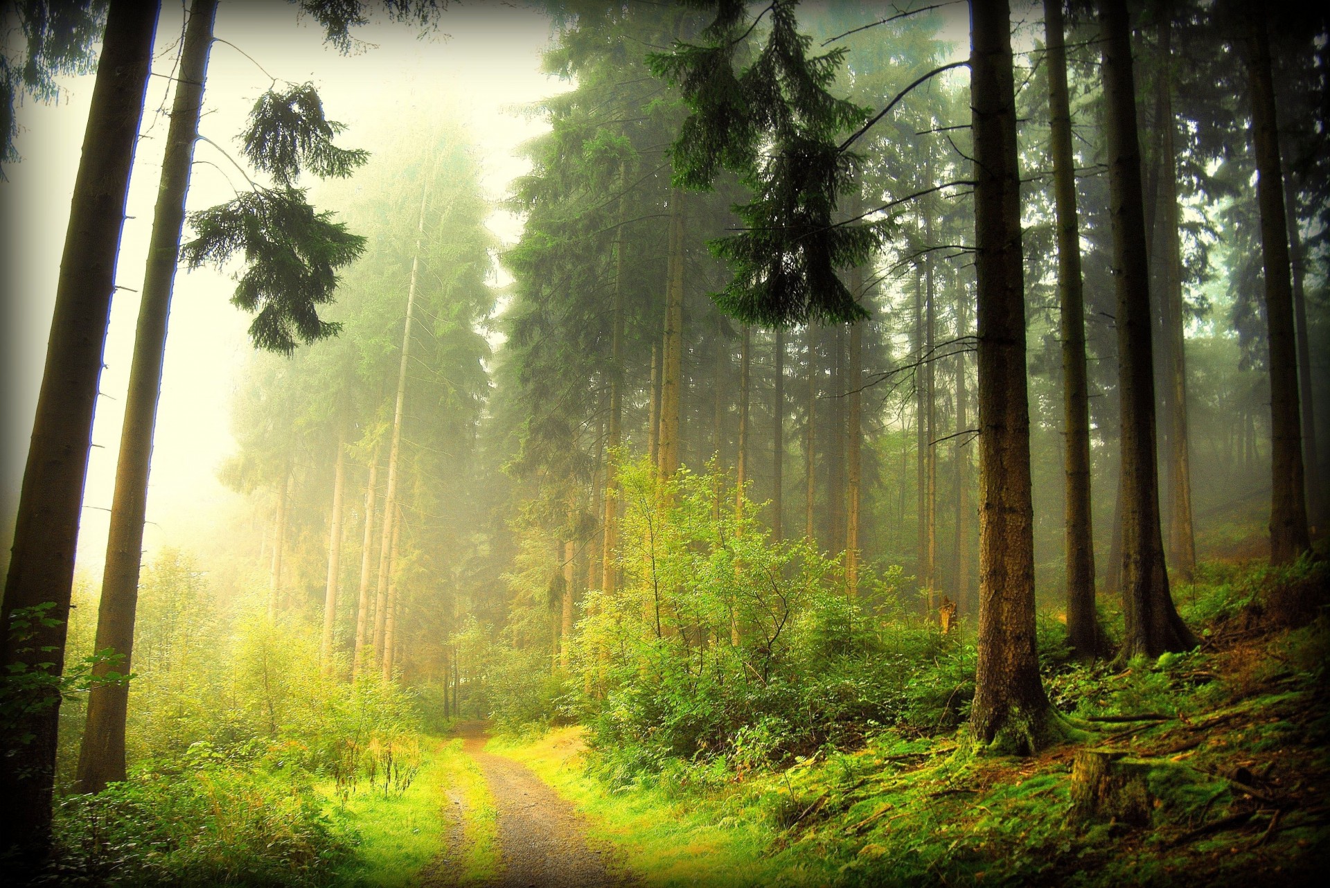 bäume nebel wald straße natur