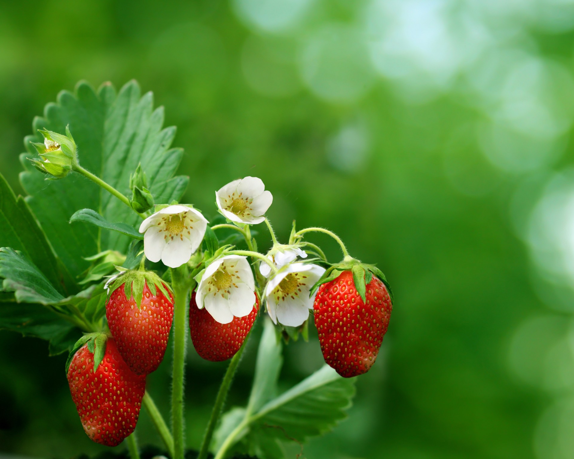 fraise nature fleurs photo gros plan printemps