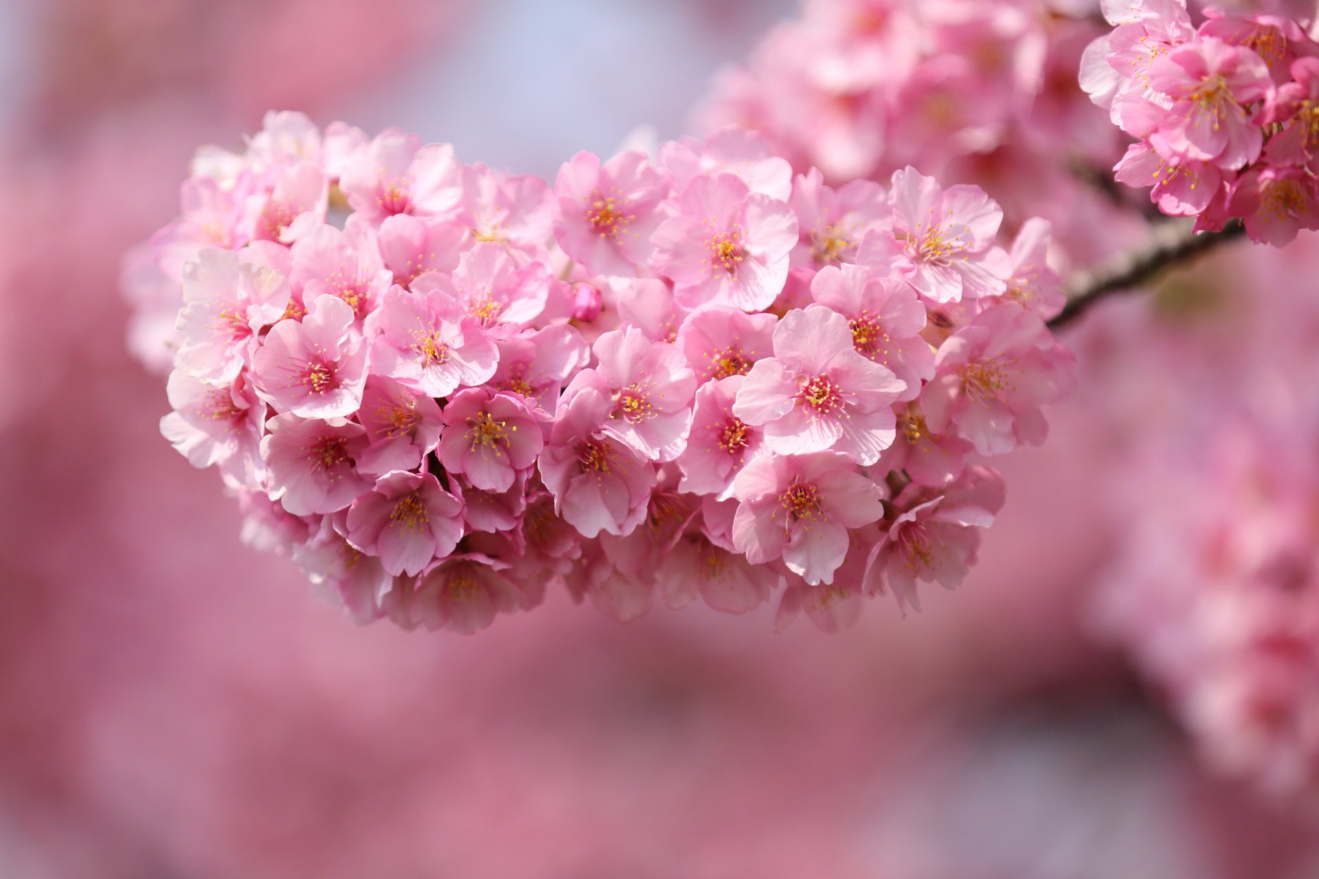 kwiaty wiśnia japonia różowy drzewo sakura gałązka