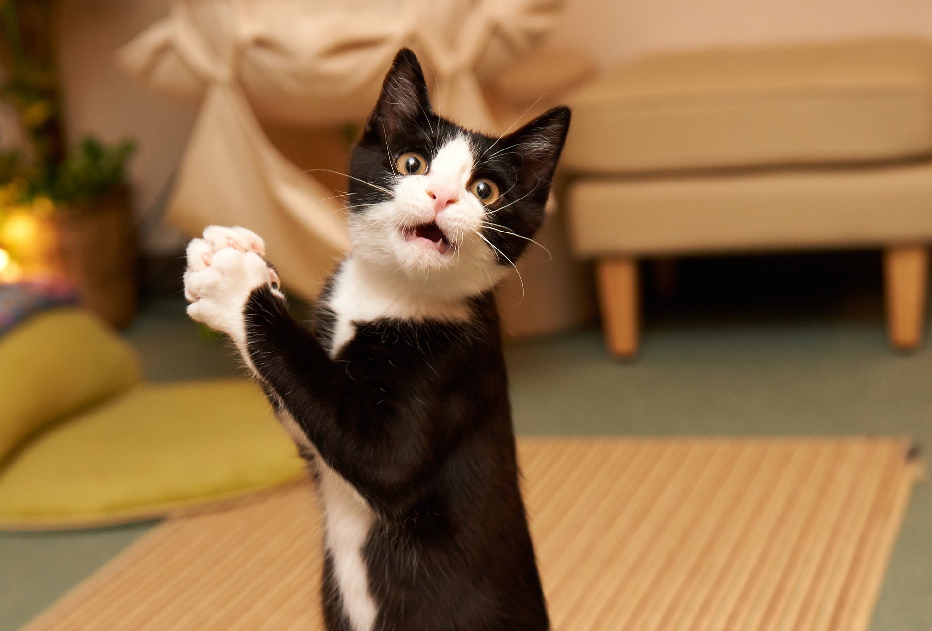 katze pfoten zimmer maulkorb kote schwarz und weiß maulkorb