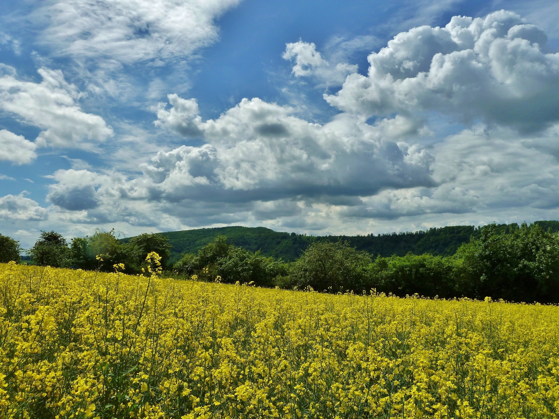 paisaje nubes árboles flores cielo campo