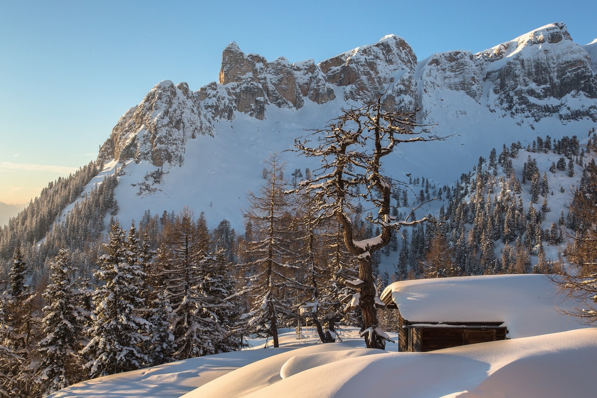 palmen jungtier bäume schnee nadelbäume haus berge winter drifts