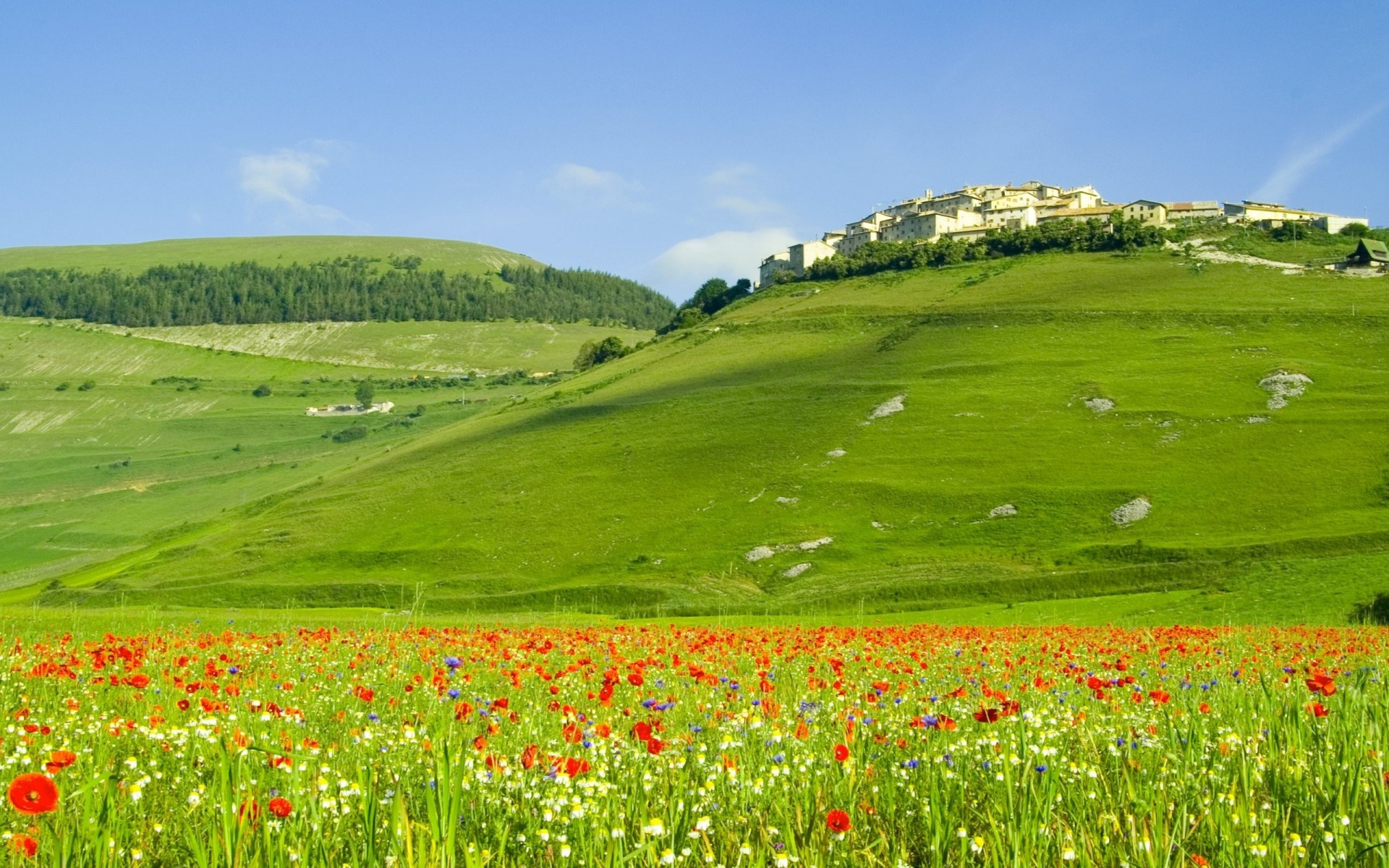 landscape hills tuscany nature flower poppies the field