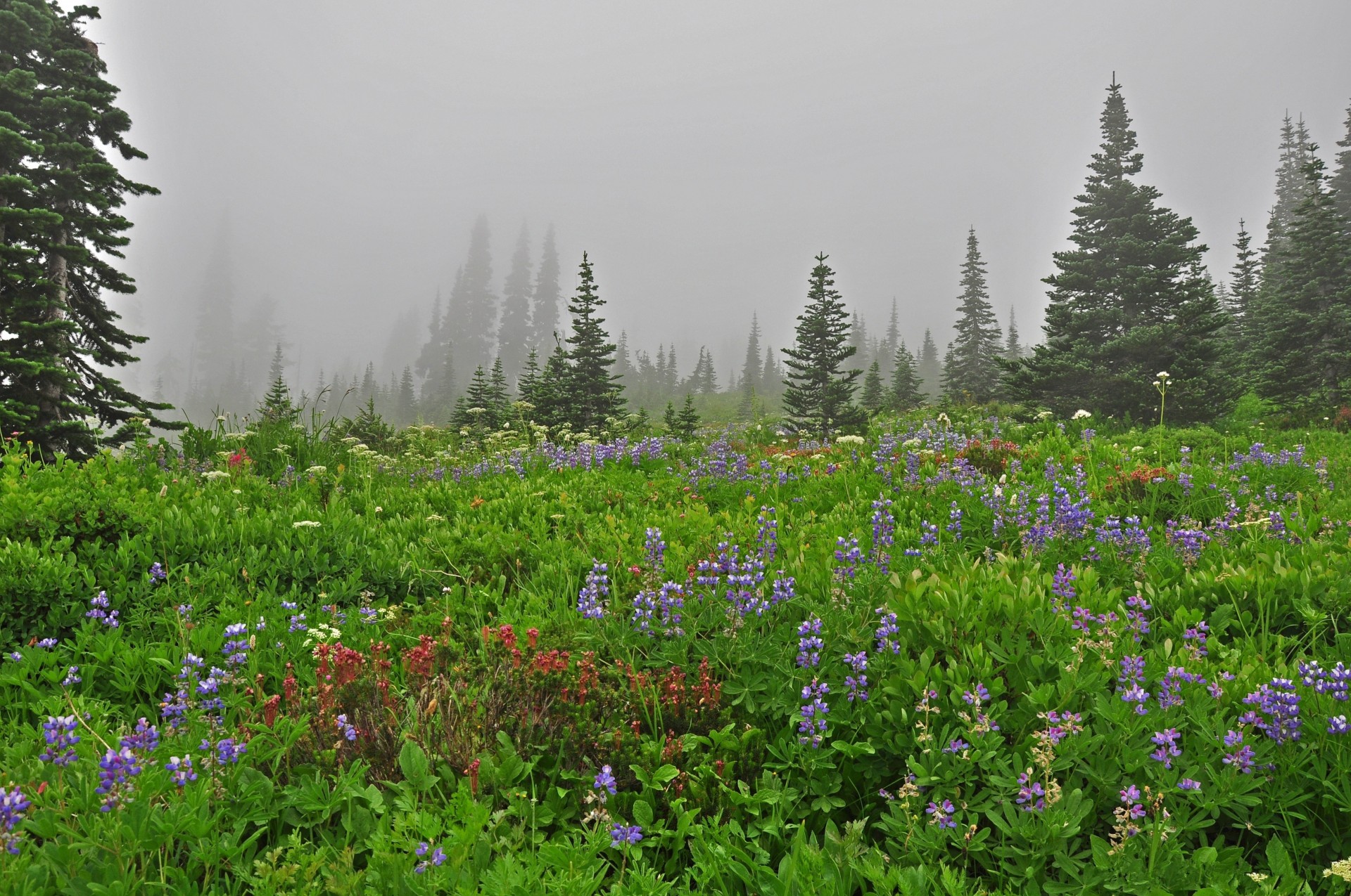 landschaft menschen jungtier natur bäume nebel blumen