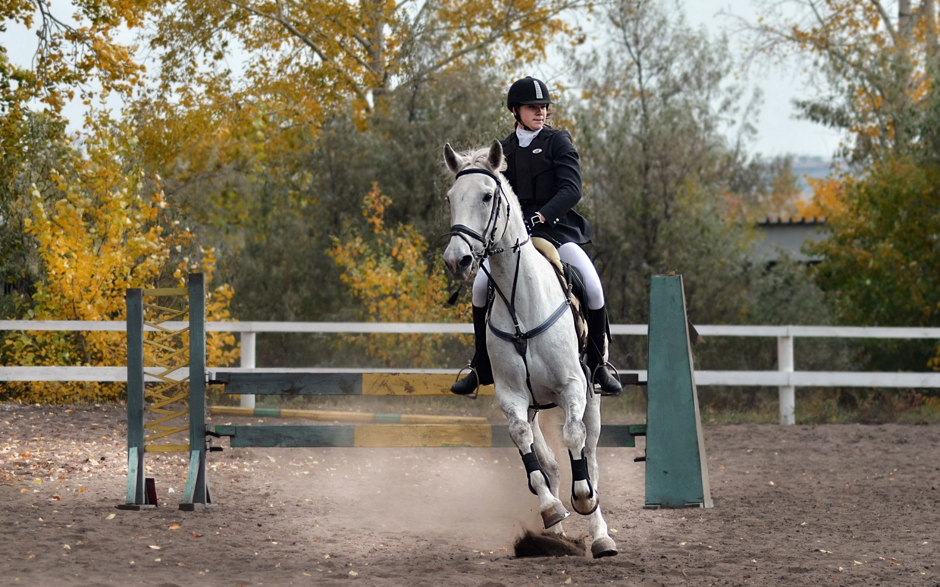 weißes pferd frau reitsport