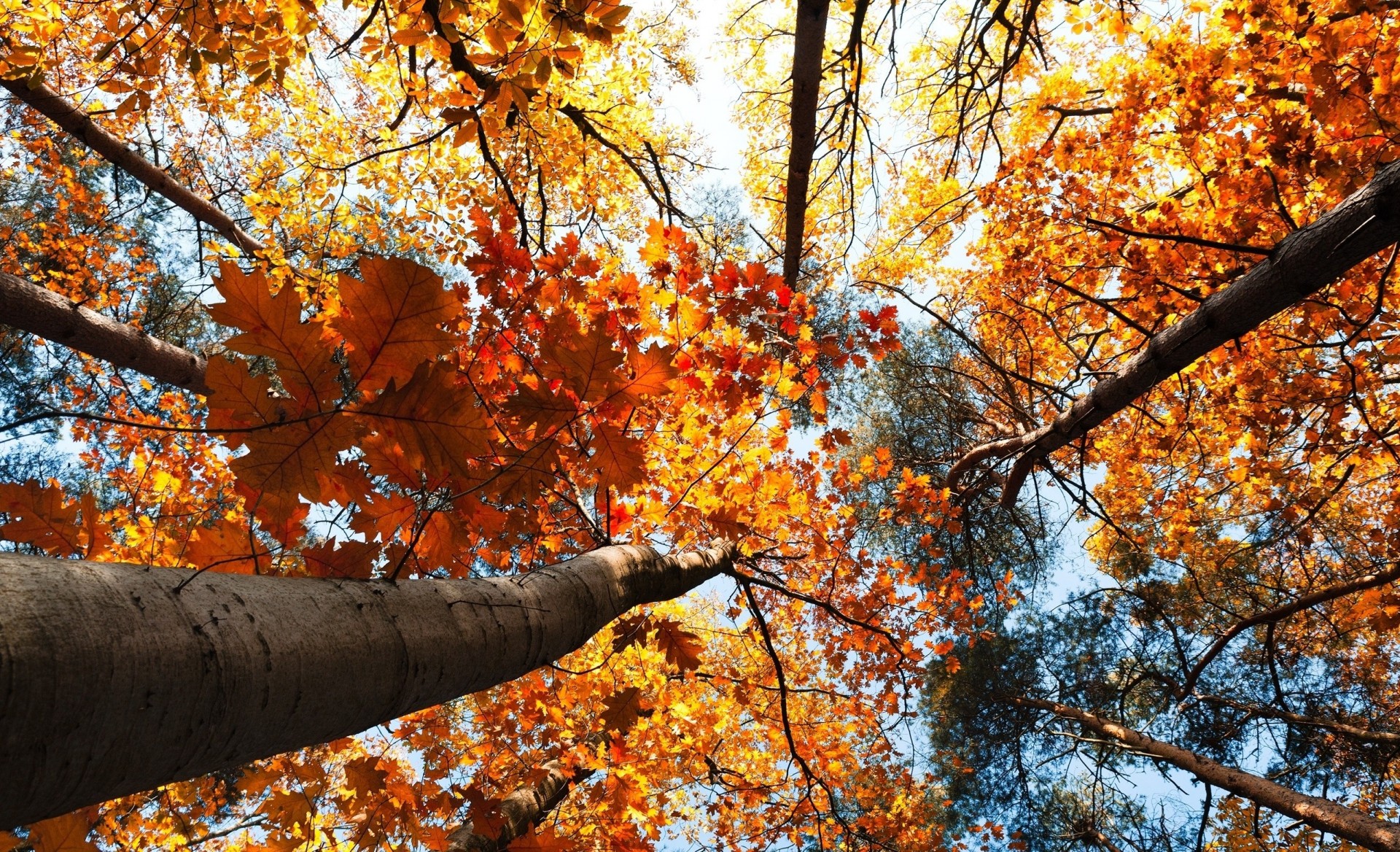 heet nature tree forest photo vertical autumn