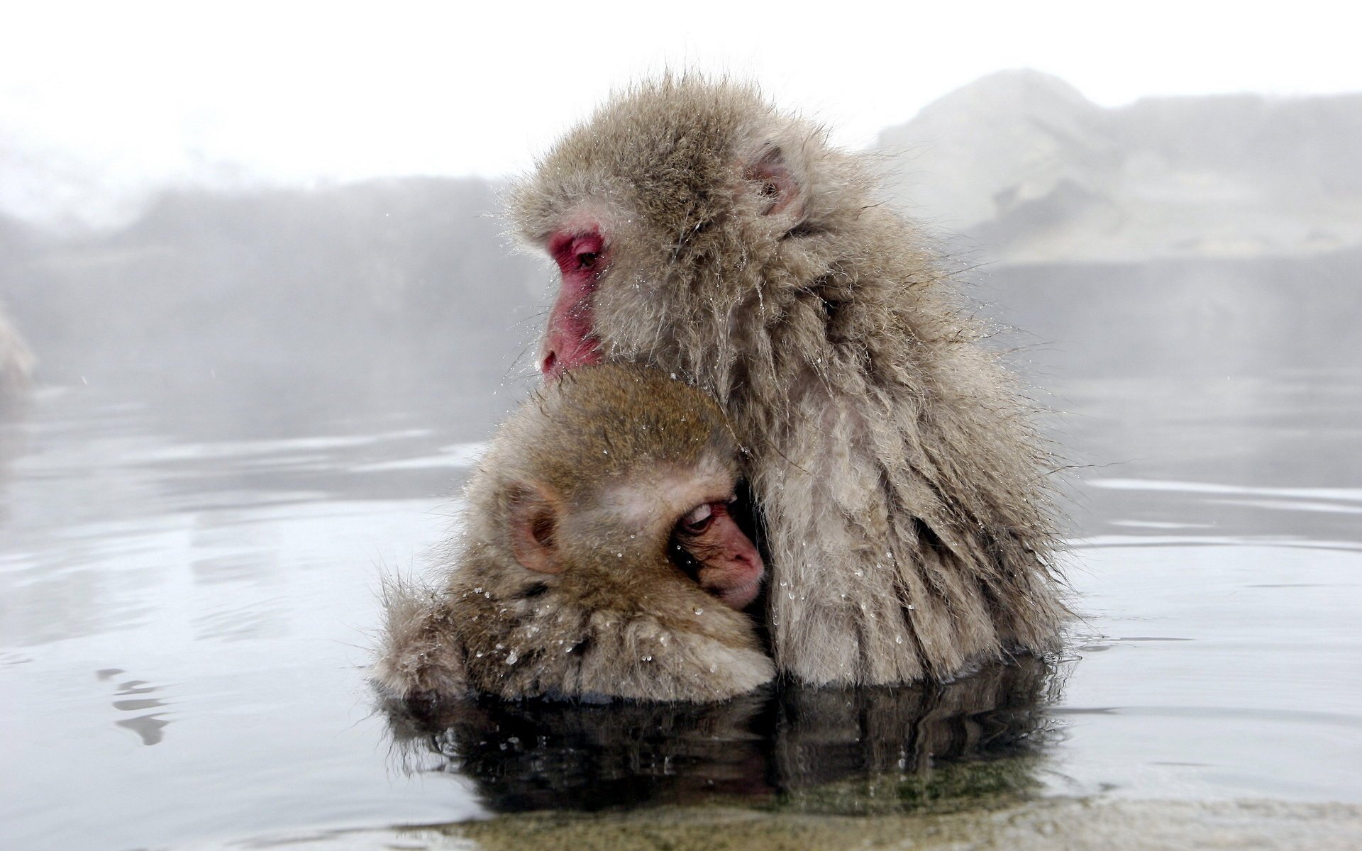 monos naturaleza agua