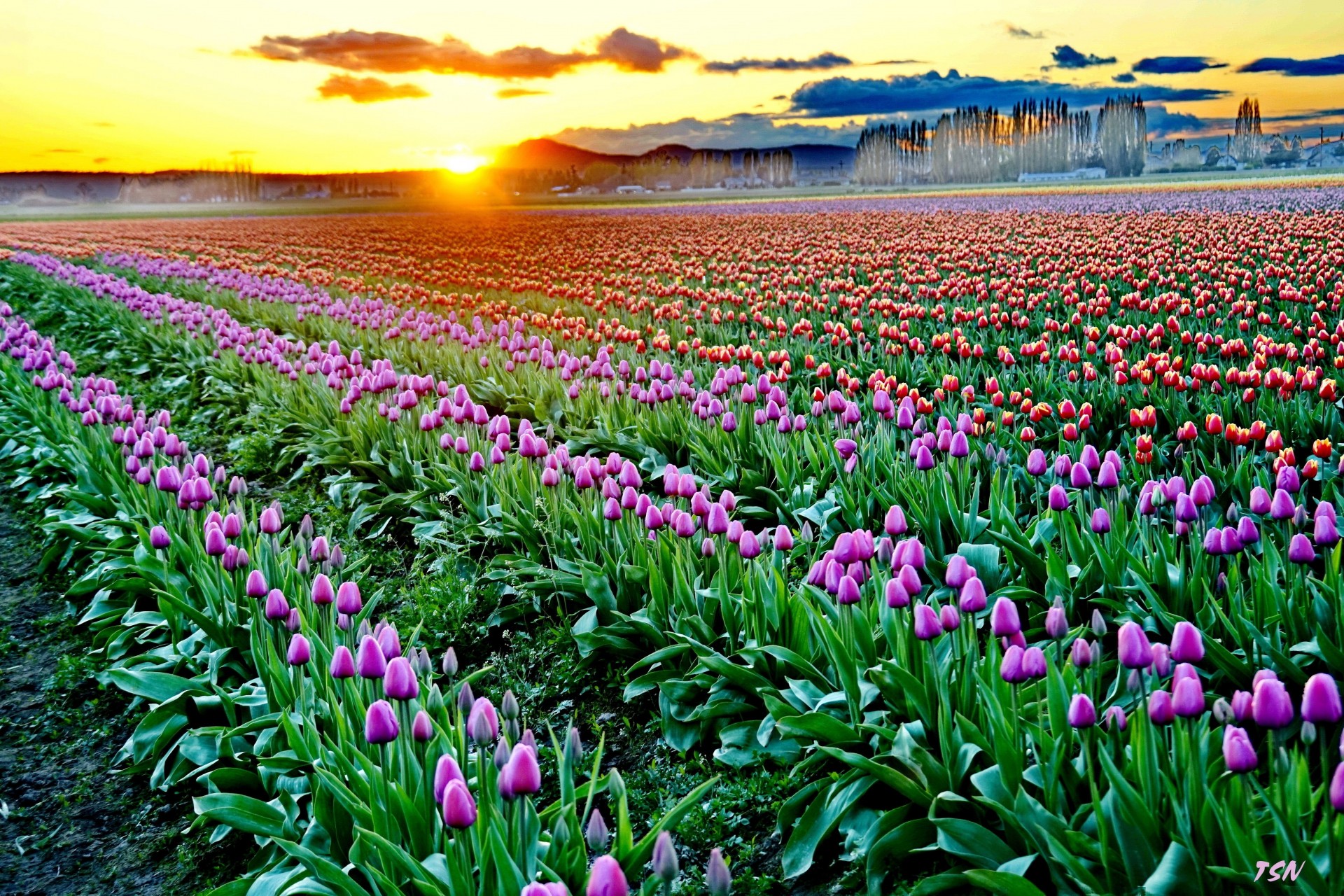 arches tulipe fleurs coucher de soleil