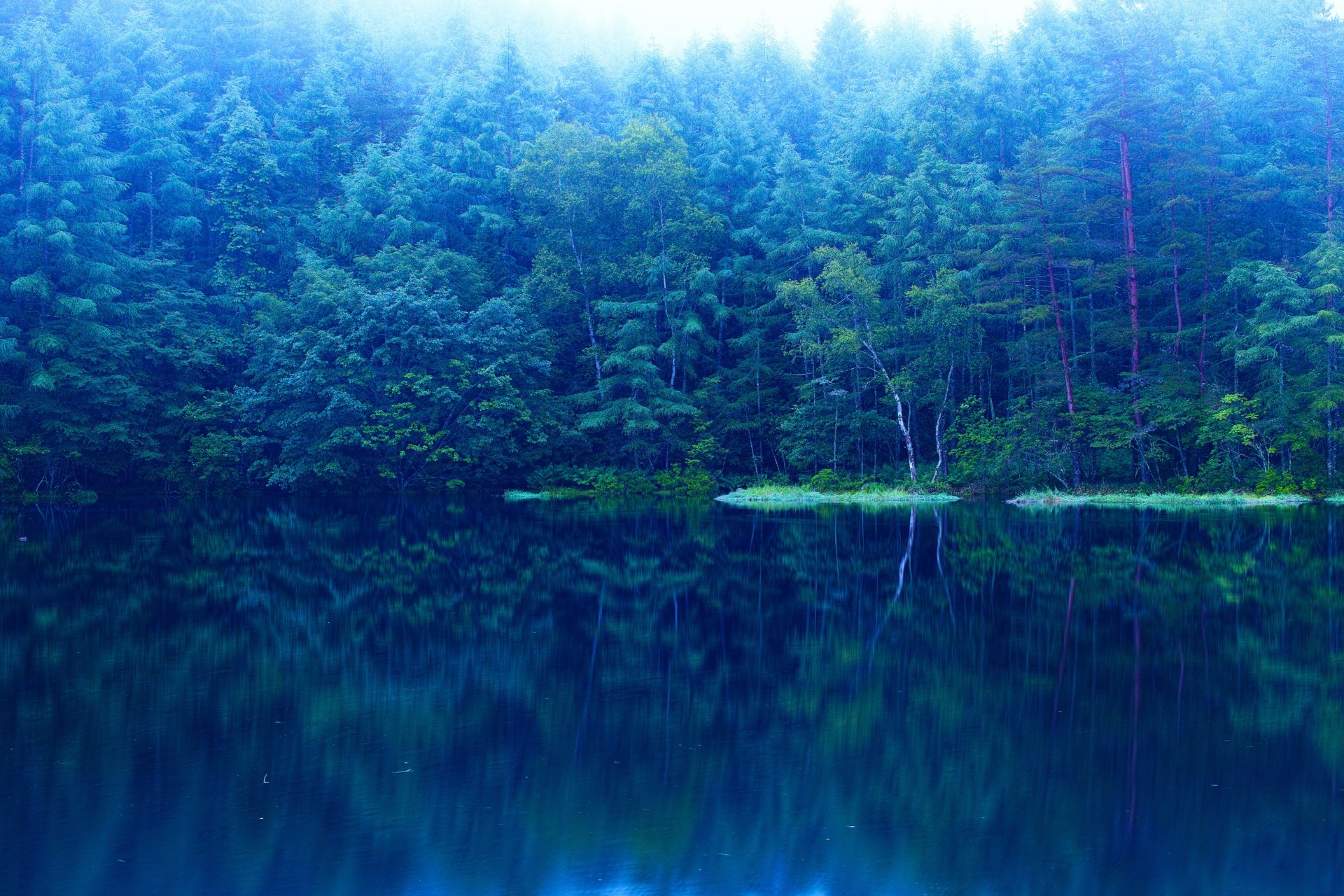 forêt arbres bleu lac eau