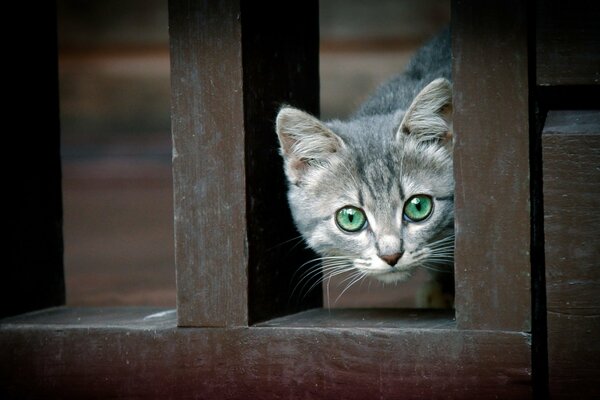 Gatto con gli occhi verdi che guarda oltre la recinzione