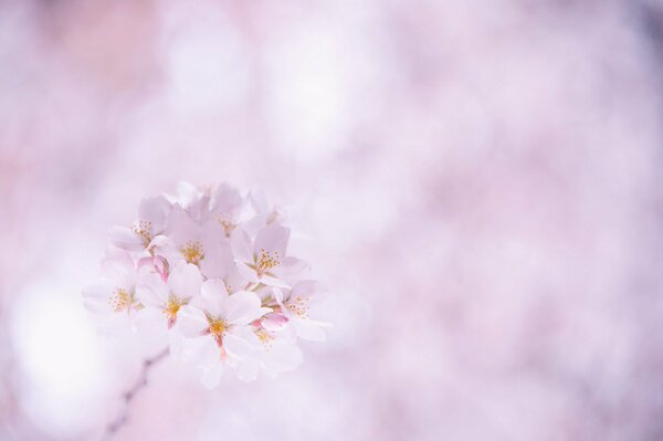 Kirschblüten auf rosa Hintergrund