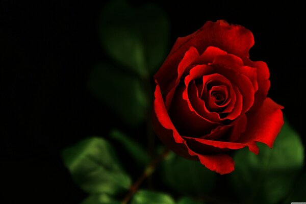 La rose rouge est un symbole de beauté