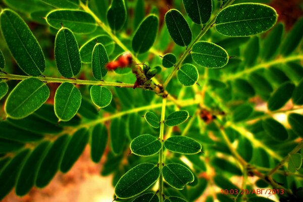 Belles plantes vertes en été