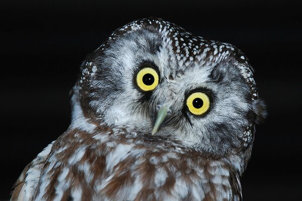 An owl looks at the night