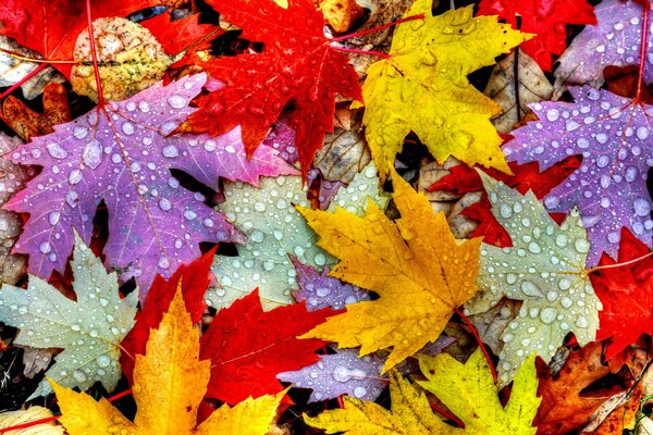 Feuilles multicolores dans la rosée