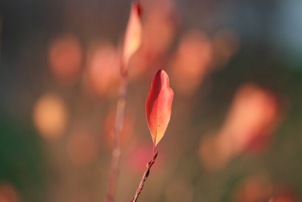 Feuille solitaire sur fond flou de branche