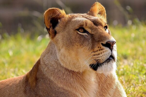 Lionne se trouve sur le terrain et regarde vers le haut