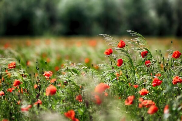 Amapolas rojas en el campo