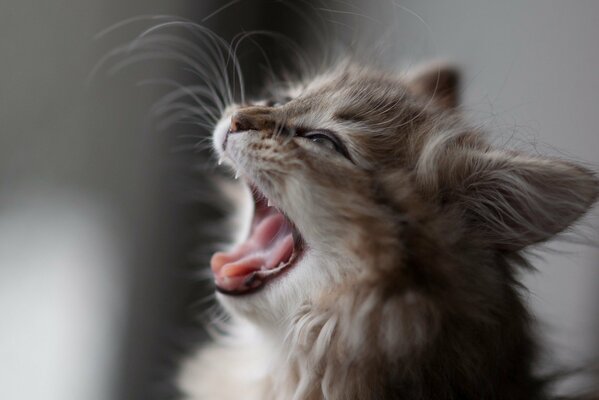 A gray kitten with a long mustache yawns