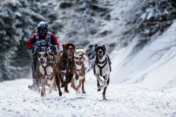 Course de chiens sur une journée glaciale d hiver