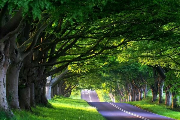 A road illuminated by sunlight