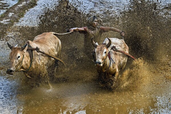 Hombre con toros en carreras de barro