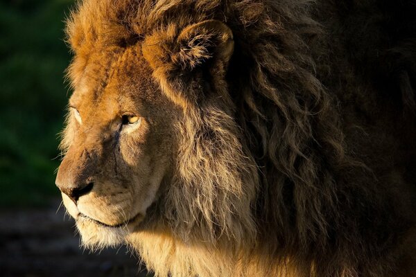 Roi des bêtes Lion avec un regard sérieux